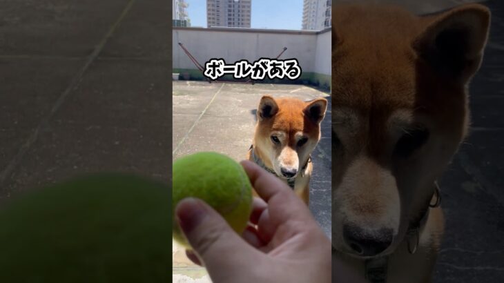 柴犬　テニスボール　球遊び　ボール投げ　ドッグラン　ペット　癒し　犬　しつけ