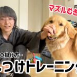 【トレーニング】褒める時と怒るときの声の掛け方！【大型犬】