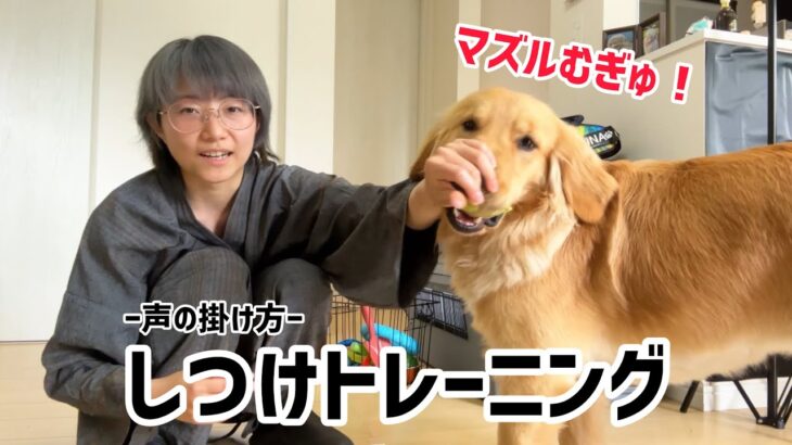 【トレーニング】褒める時と怒るときの声の掛け方！【大型犬】