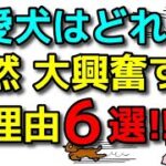 【犬 興奮 落ち着かない】突然大興奮する愛犬の気持ちと対処法！犬のしつけエマチャンネル【犬のしつけ＠横浜】