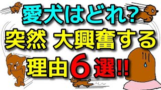 【犬 興奮 落ち着かない】突然大興奮する愛犬の気持ちと対処法！犬のしつけエマチャンネル【犬のしつけ＠横浜】