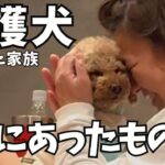 保護犬たちが感じたママのこと【犬のしつけ】