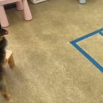 犬の幼稚園 こきりちゃんとトレーニング