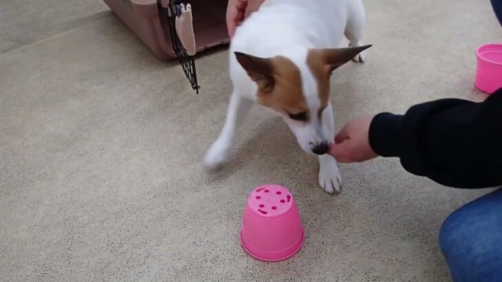 犬の幼稚園 ジャックくんとトレーニング