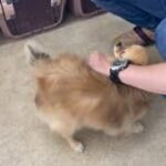 犬の幼稚園 くるみちゃんとトレーニング