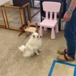 犬の幼稚園 ユパくんとトレーニング