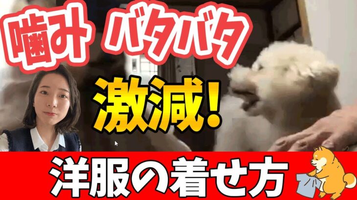 【噛み】犬のしつけ　服　着せ方　着脱