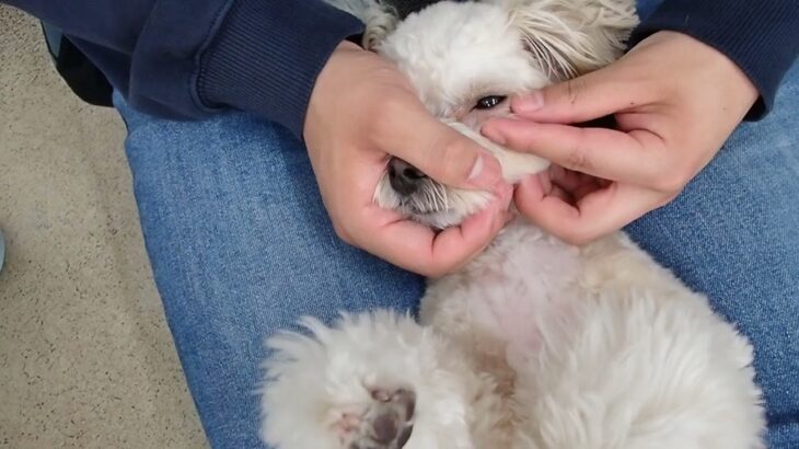 犬の幼稚園 空ちゃんとトレーニング