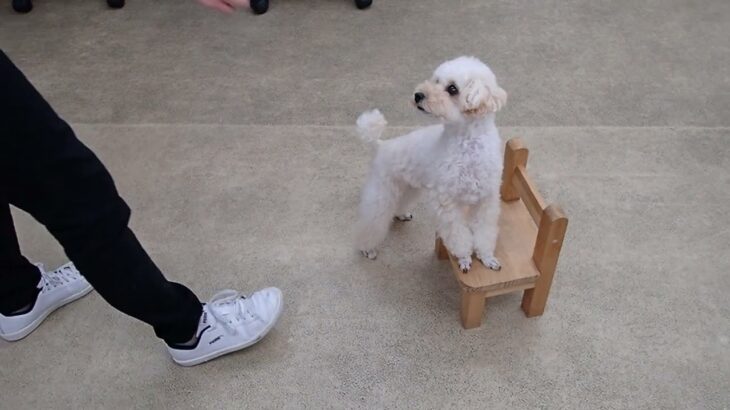 犬の幼稚園 ニコちゃんとトレーニング