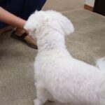 犬の幼稚園 華ちゃんとトレーニング