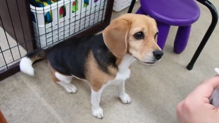 犬の幼稚園 ビオタンちゃんとトレーニング