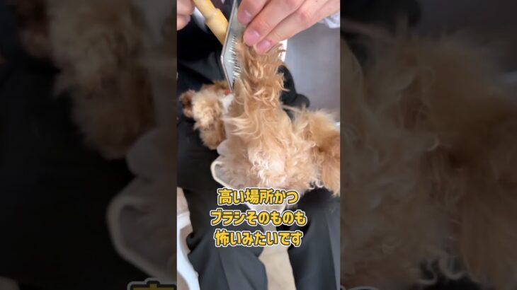 怖がりなトイプーさんのブラッシングトレーニング#犬のしつけ #トイプードル #犬のいる生活