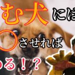 ○○させれば犬は諦める！？噛み犬の改善方法教えます【犬 しつけ】【噛みつき】