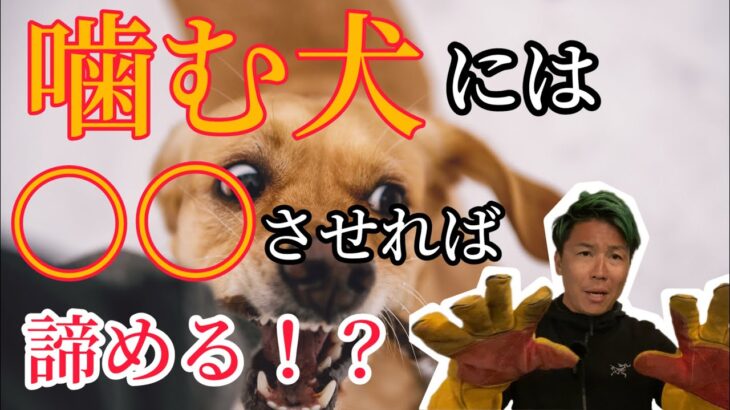 ○○させれば犬は諦める！？噛み犬の改善方法教えます【犬 しつけ】【噛みつき】