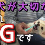 【犬 しつけ】愛犬への甘やかしが危険な理由【犬を飼うと言う事】