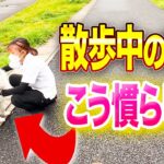 【犬しつけ】散歩の吠えは、コレで改善してください！プロが実践する慣らしのしつけ法！