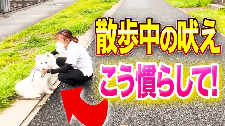 【犬しつけ】散歩の吠えは、コレで改善してください！プロが実践する慣らしのしつけ法！