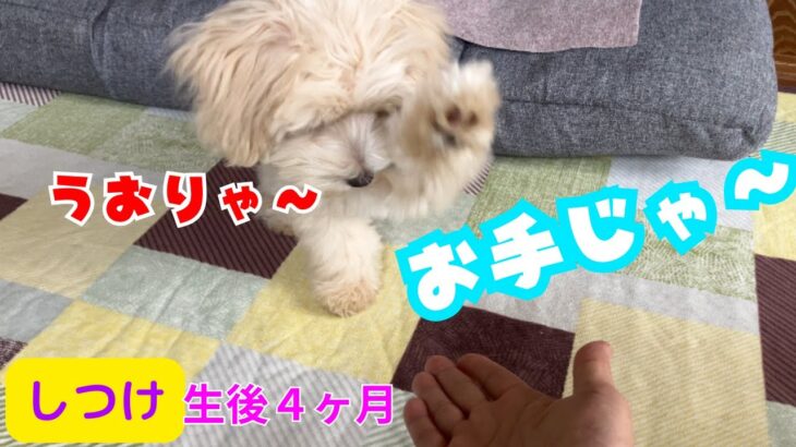 【多頭飼い】お手、しつけの現実はこうだった