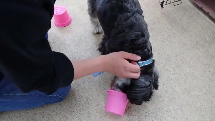 犬の幼稚園 レオンくんとトレーニング