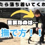 【犬 興奮】超重要！落ち着く犬を作るための動画　#いぬのしつけ#ラブラドール#興奮#犬#黒ラブ