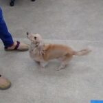 犬の幼稚園 ナノちゃんとトレーニング