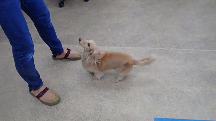 犬の幼稚園 ナノちゃんとトレーニング