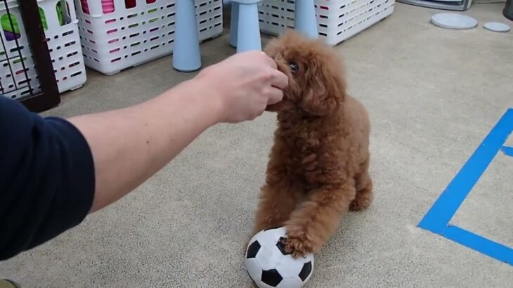 犬の幼稚園 りあんちゃんとトレーニング