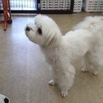 犬の幼稚園 源くんとトレーニング