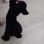 犬の幼稚園 かいくんとトレーニング