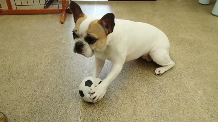 犬の幼稚園 はなちゃんとトレーニング