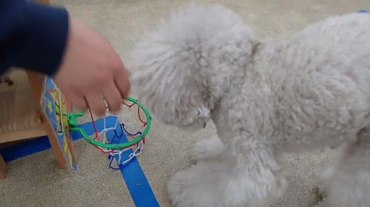 犬の幼稚園 ヴィーノくんとトレーニング