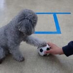 犬の幼稚園 輪くんとトレーニング