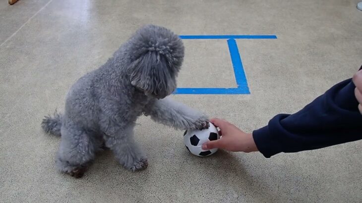 犬の幼稚園 輪くんとトレーニング