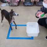 犬の幼稚園 れもんちゃんとトレーニング