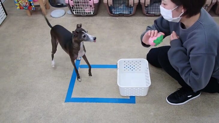 犬の幼稚園 れもんちゃんとトレーニング