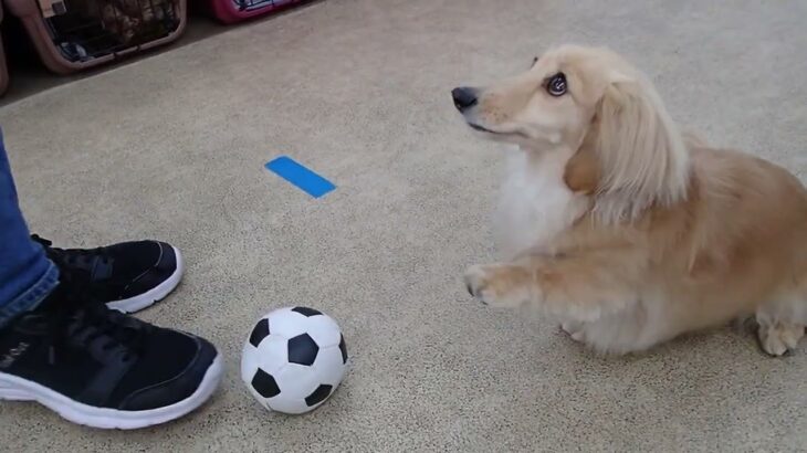 犬の幼稚園 凜ちゃんとトレーニング