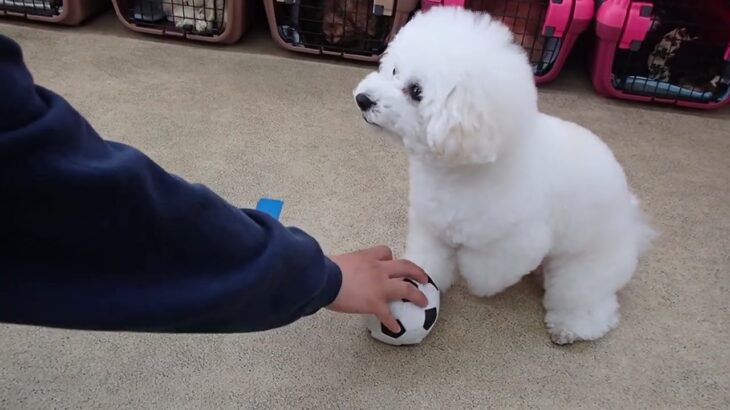 犬の幼稚園 ロージーちゃんとトレーニング