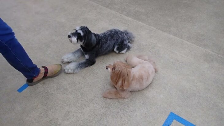 犬の幼稚園 アオくん＆ペペちゃんとトレーニング