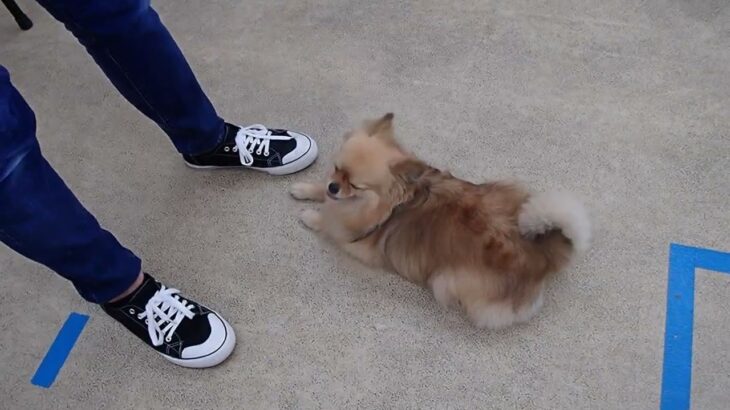 犬の幼稚園 くるみちゃんとトレーニング