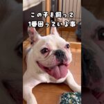 しつけをサボった結果…#家族 #犬 #フレブル