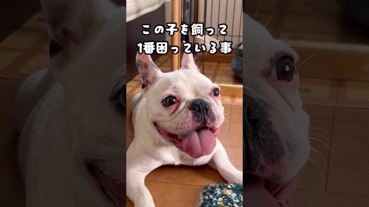 しつけをサボった結果…#家族 #犬 #フレブル