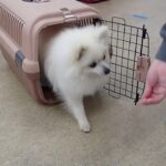 犬の幼稚園 ユパくんとトレーニング