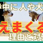 【実は怖がってる？！】散歩中に他の人や犬に吠える理由と対処法