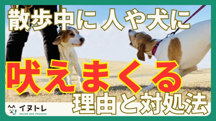 【実は怖がってる？！】散歩中に他の人や犬に吠える理由と対処法