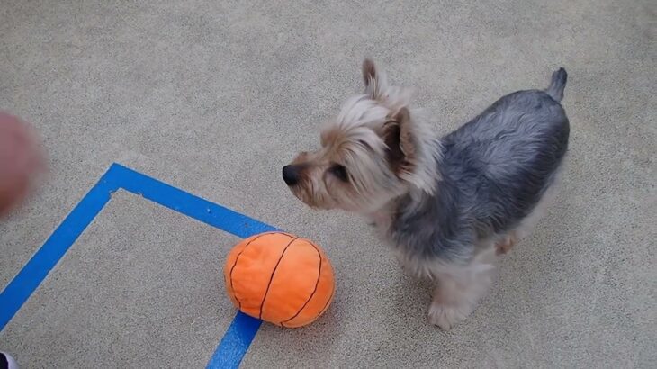 犬の幼稚園 シナモンくんとトレーニング