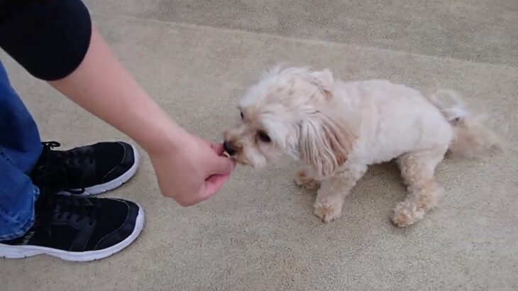 犬の幼稚園 くぅちゃんとトレーニング