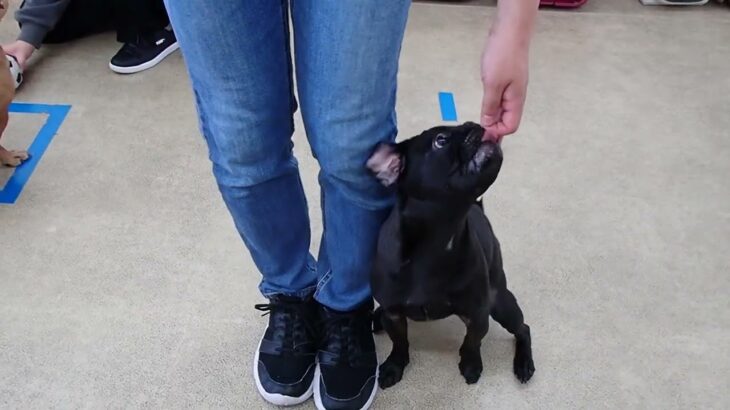 犬の幼稚園 金吾くんとトレーニング