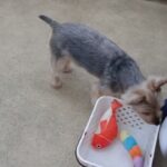 犬の幼稚園 シナモンくんとトレーニング