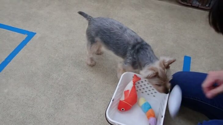 犬の幼稚園 シナモンくんとトレーニング