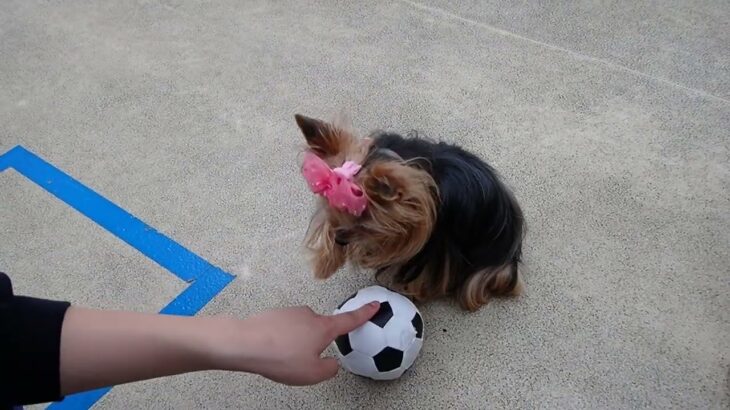 犬の幼稚園 花ちゃんとトレーニング